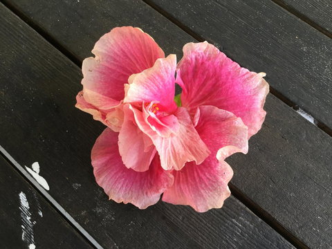 Hat Head Beach Cottage 1 - Darwin Holiday 1