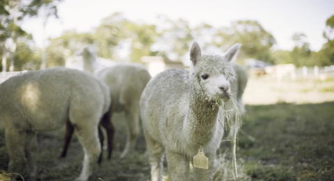 The Woods Farm Jervis Bay - Darwin Holiday 12