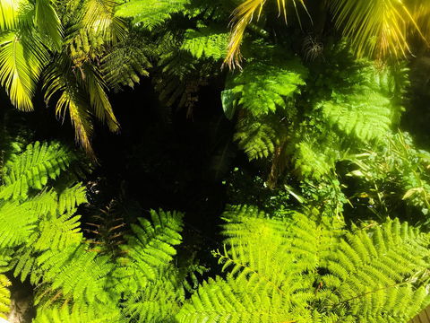 Woollahra Gem, Spectacular Views And Garden Paradise - Darwin Holiday 32