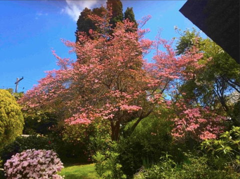 Dangal Gardens - Darwin Holiday 27