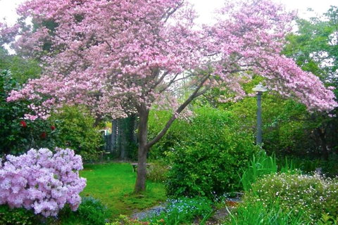 Dangal Gardens - Darwin Holiday 3