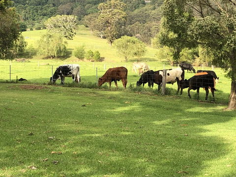 Arcadia - The Barn Cottage & Rosehill Cottage - Darwin Holiday 26