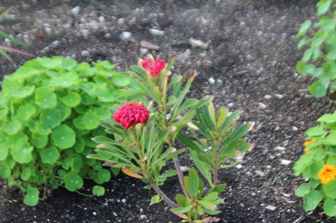 Red Waratah - Darwin Holiday 12