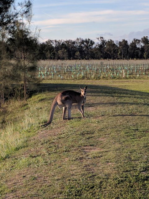 Madigan Wine Country Cottages - Darwin Holiday 7