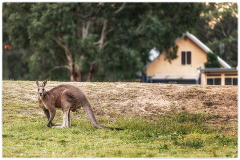 Madigan Wine Country Cottages - Darwin Holiday 4