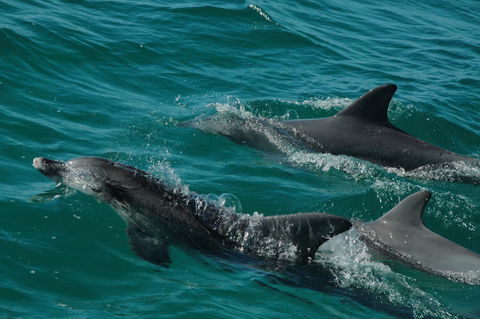 Jervis Bay Vista - Darwin Holiday 18