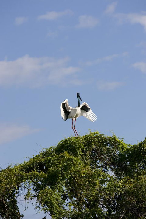 Mercure Kakadu Crocodile - Darwin Holiday 34