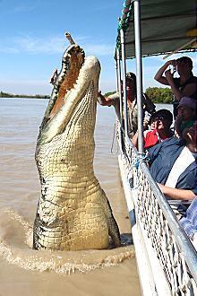 Kakadu @ The Kube (Darwin City) - Darwin Holiday 3