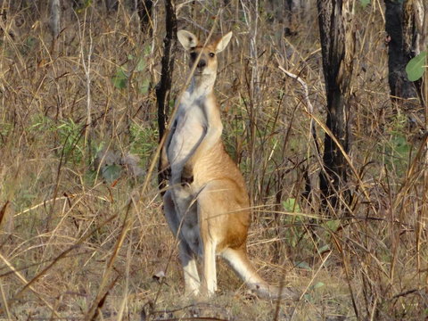 Mount Bundy Station - Darwin Holiday 41