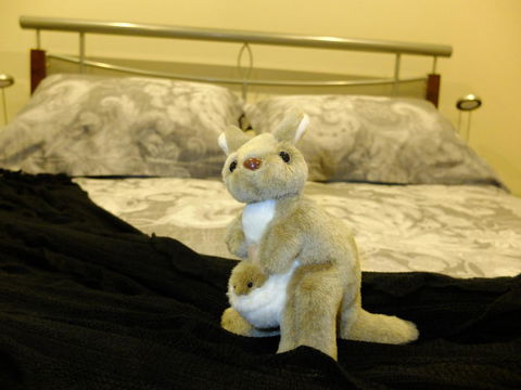 Rock Wallaby - Darwin Holiday 17