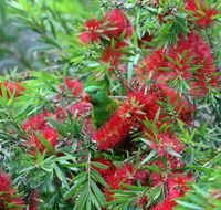 Bottlebrush B  B - Darwin Holiday