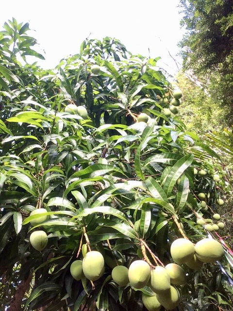 Byron Beach Cabin - Darwin Holiday 3