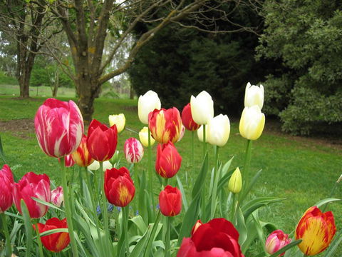 Clifton Gardens B&B - Darwin Holiday 1