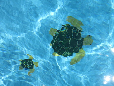 Coogee WA Accomodation - Darwin Holiday 1