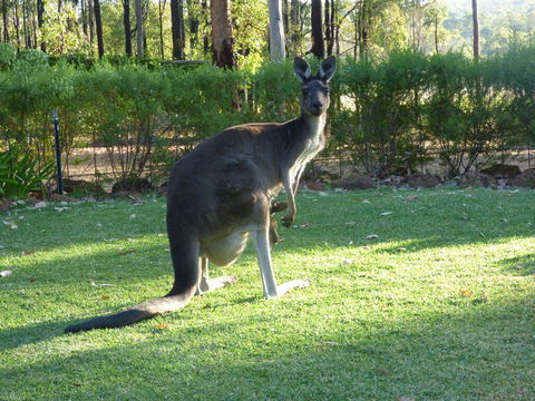 Country Charm Retreat B&B - Darwin Holiday 2