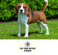Fig Tree Retro Studio - Darwin Holiday