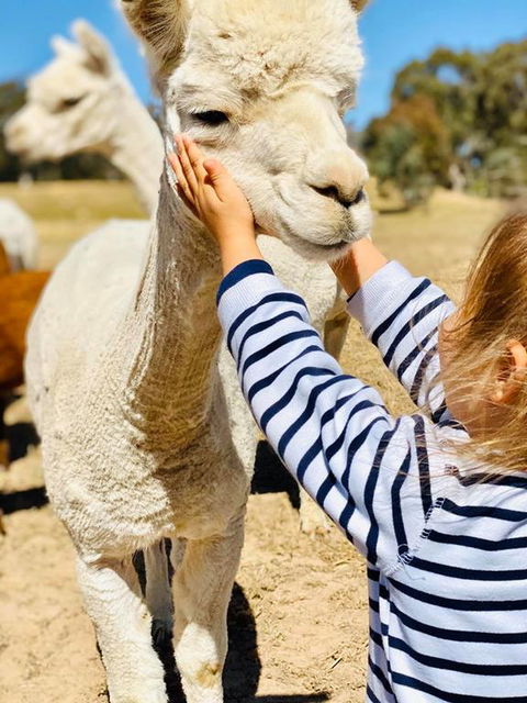 Glenview Alpaca Farm - Darwin Holiday 3