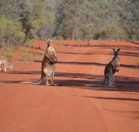 Gundabooka National Park Cottages - Darwin Holiday