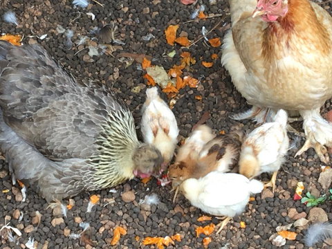 Jarrah Glen Cabins - Darwin Holiday 3