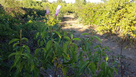 Kernow - Darwin Holiday 1