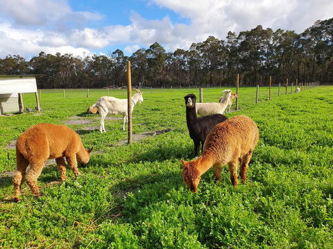 Kerriley Park FarmStay - Darwin Holiday 3