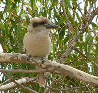 kookaburra nest