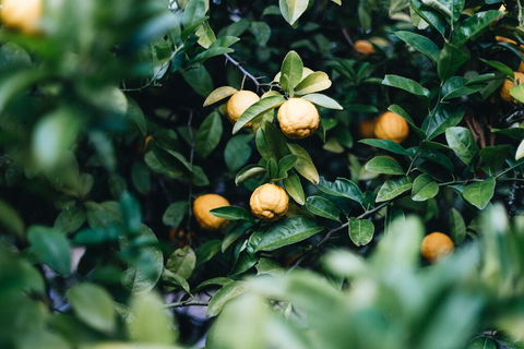 Lemon Tree Cottage - Bendeela - Darwin Holiday 1