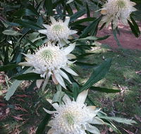 Lyrebird Gully Retreat - Darwin Holiday