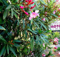 Mercury motor inn - Darwin Holiday