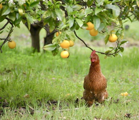 Naturescape - Darwin Holiday 3