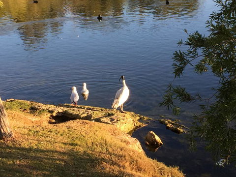 Lakeside Views - Darwin Holiday 19