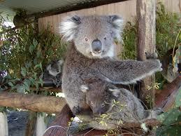 Dunes Scarborough Beach - Darwin Holiday 42