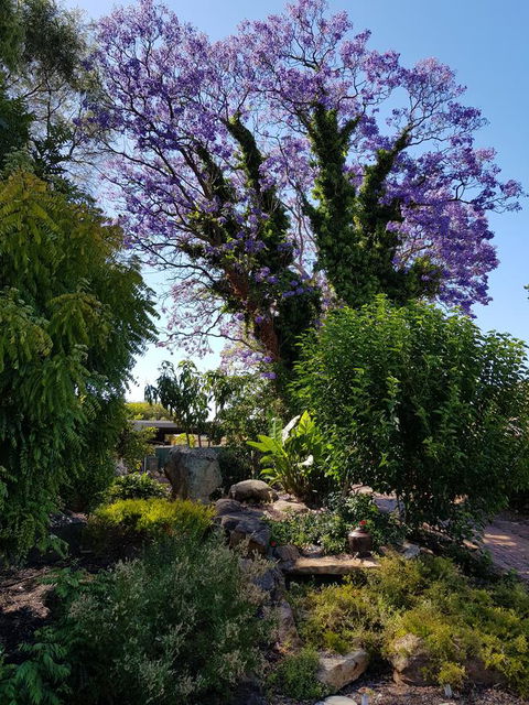 Jacaranda Hideaway Bed & Breakfast - Darwin Holiday 10