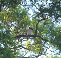 Jacaranda Hideaway Bed  Breakfast - Darwin Holiday