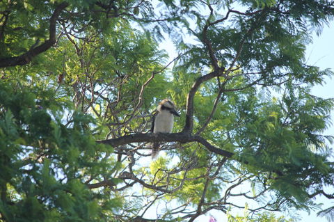 Jacaranda Hideaway Bed & Breakfast - Darwin Holiday 0