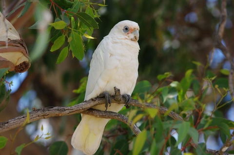 Margaret River Hideaway & Farmstay - Darwin Holiday 26