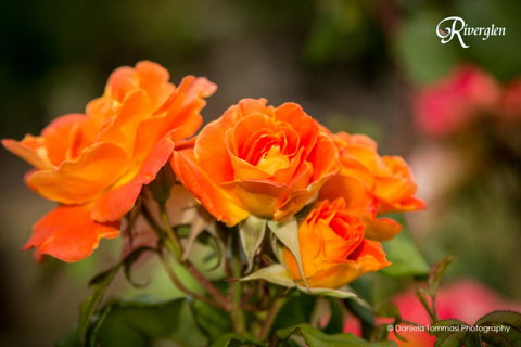 Riverglen Chalets - Darwin Holiday 39