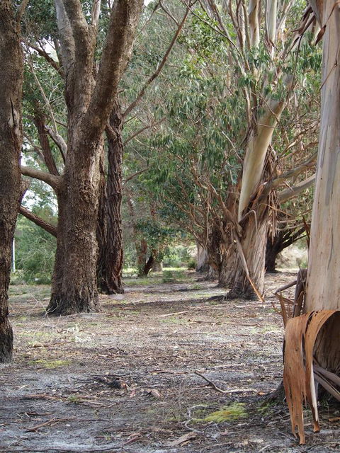 Riverside Retreat Chalets, Walpole - Darwin Holiday 16