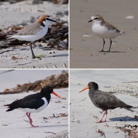 Riverside Retreat Chalets, Walpole - Darwin Holiday 25
