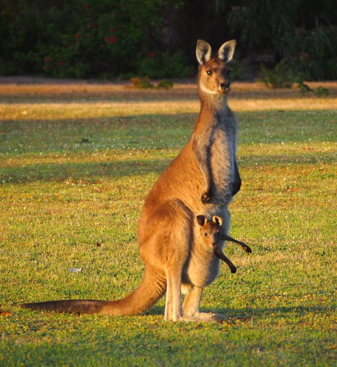 Riverside Retreat Chalets, Walpole - Darwin Holiday 21