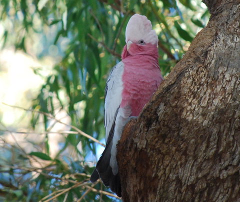 Midgard Cottage - Great Location & Close To Airport - Darwin Holiday 35