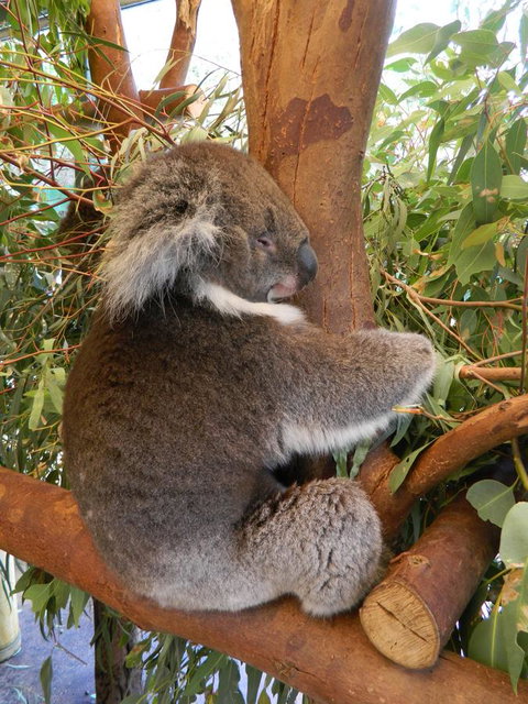 Midgard Cottage - Great Location & Close To Airport - Darwin Holiday 36