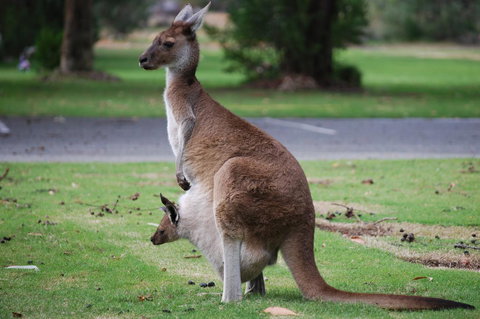 Midgard Cottage - Great Location & Close To Airport - Darwin Holiday 40