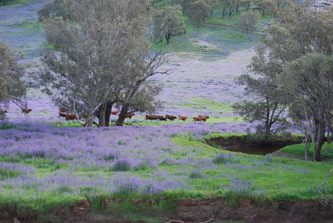 Midgard Cottage - Great Location & Close To Airport - Darwin Holiday 38