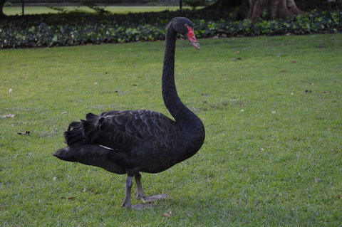 Midgard Cottage - Great Location & Close To Airport - Darwin Holiday 41