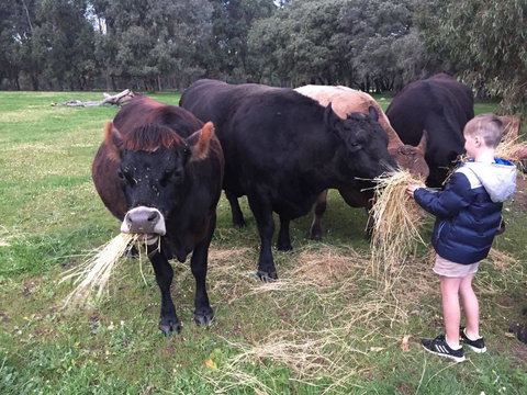 Turner Brook Chalet - Darwin Holiday 6