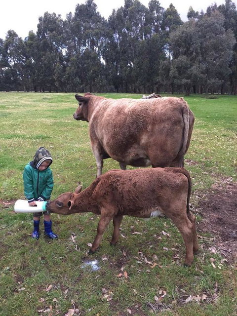 Turner Brook Chalet - Darwin Holiday 4