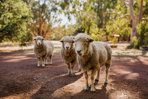 Margaret River Holiday Cottages - Darwin Holiday 15