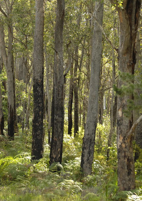 Margarets Forest - Darwin Holiday 36