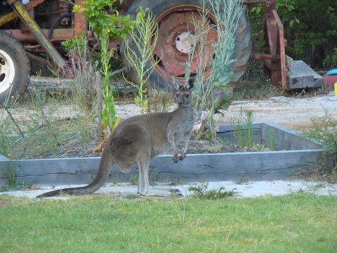 Nannup Bush Retreat - Darwin Holiday 38